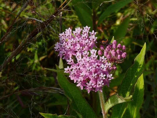 {Asclepias incarnata var. pulchra}